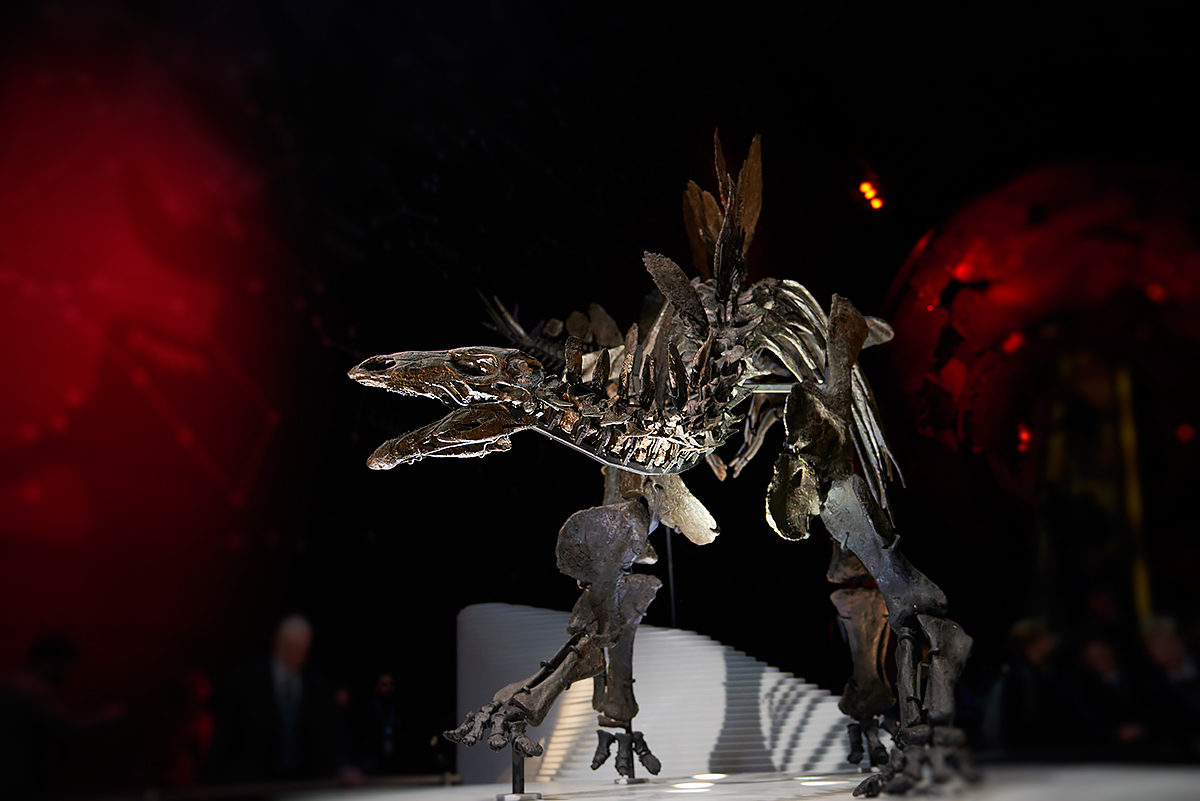 Скелет стегозавра, экспонат музея